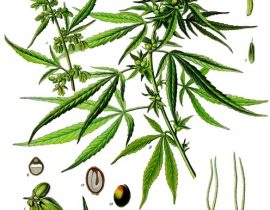 botanica cannabis