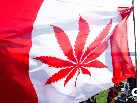 sistema cannabis terapeutica canadese